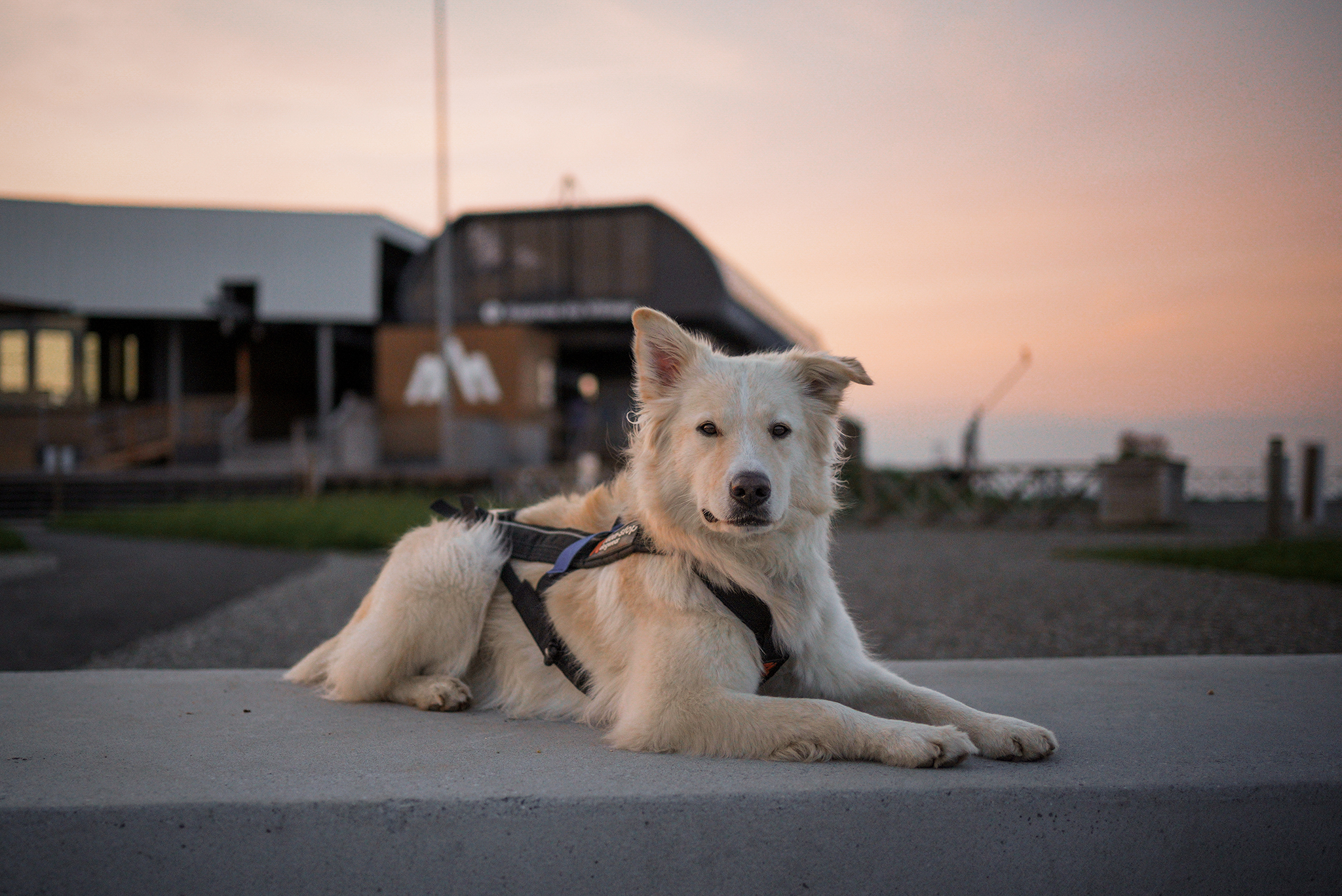 Réservez votre séjour canin!  - Golf Château Bromont